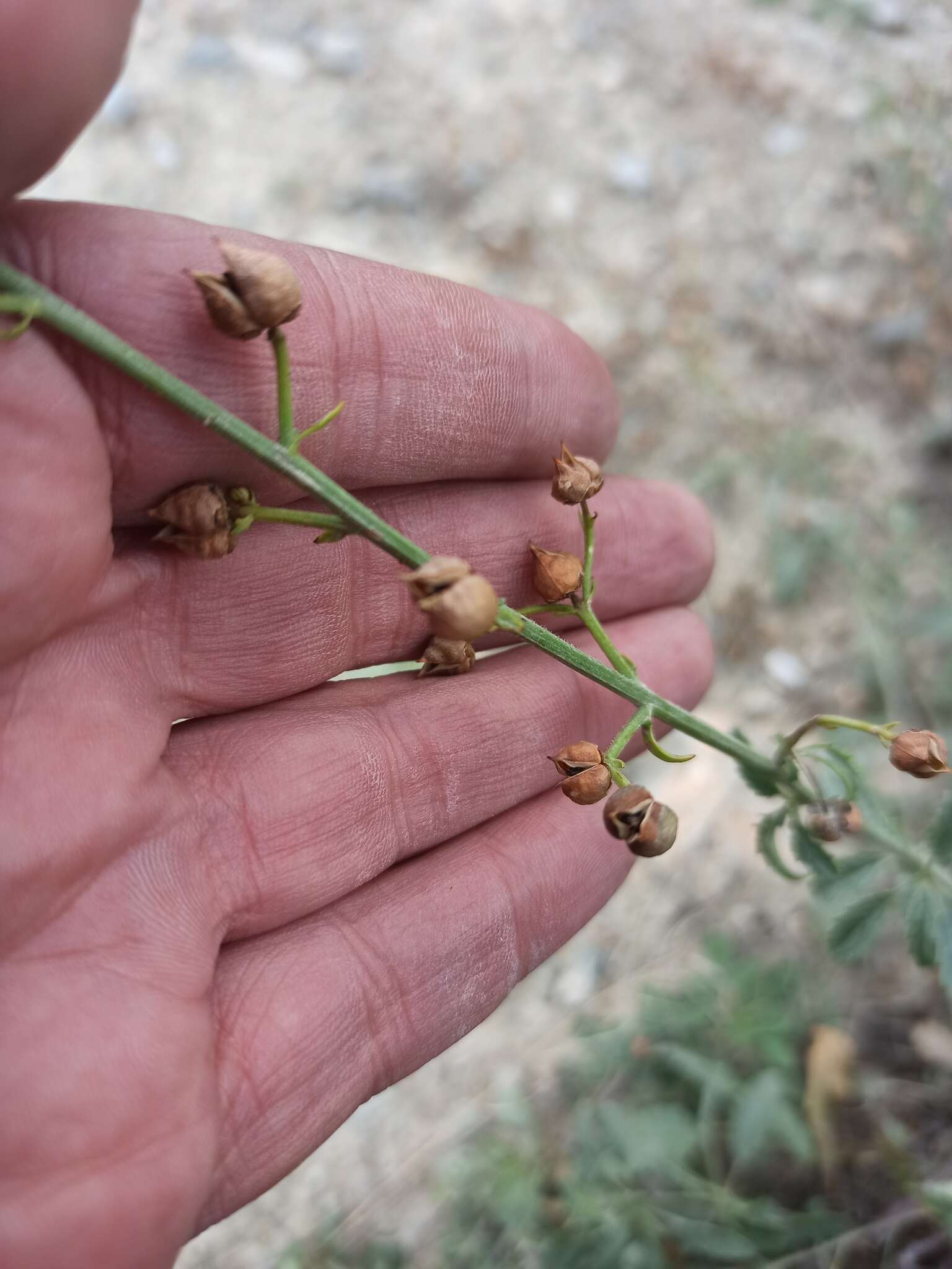 Image of Scrophularia incisa Weinm.