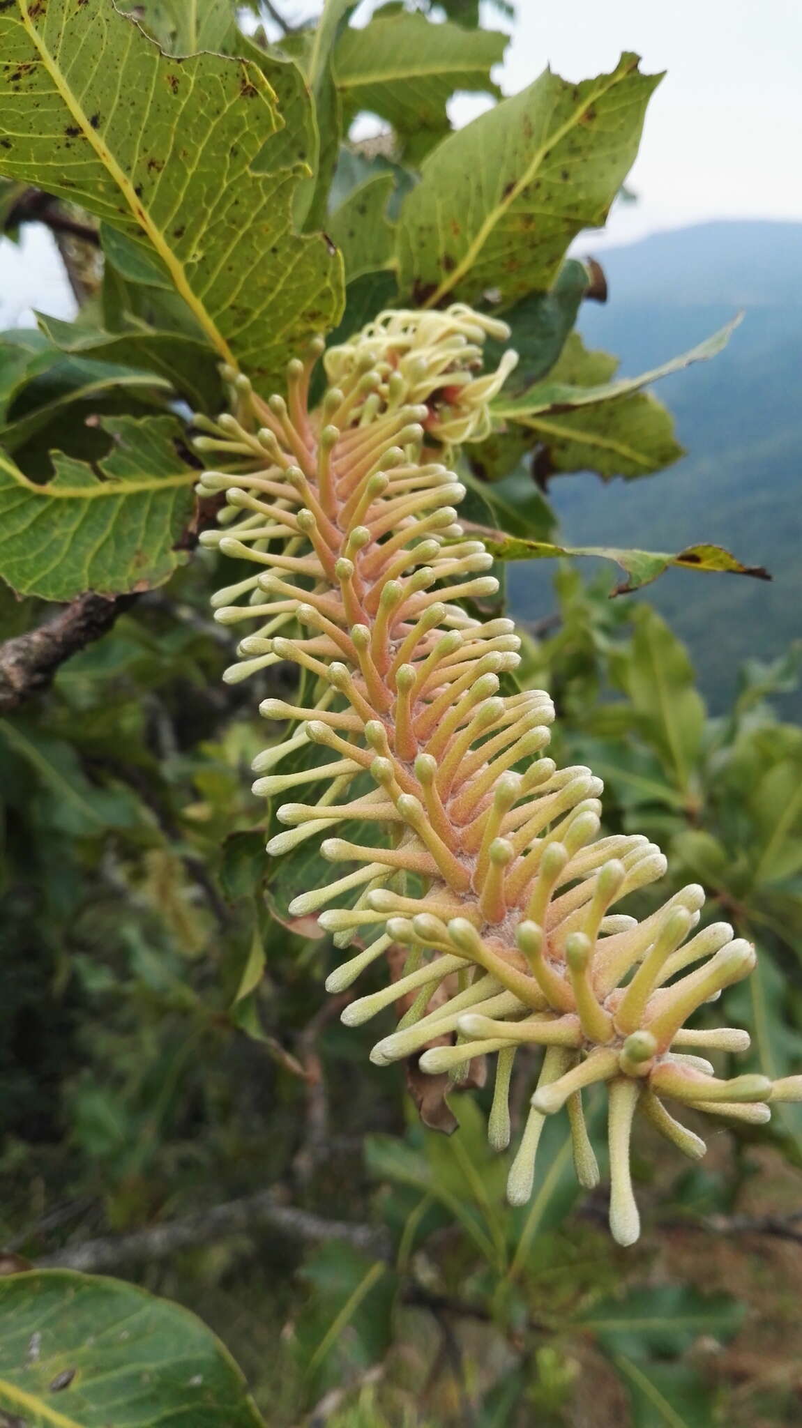 Image of Broad-leave beech