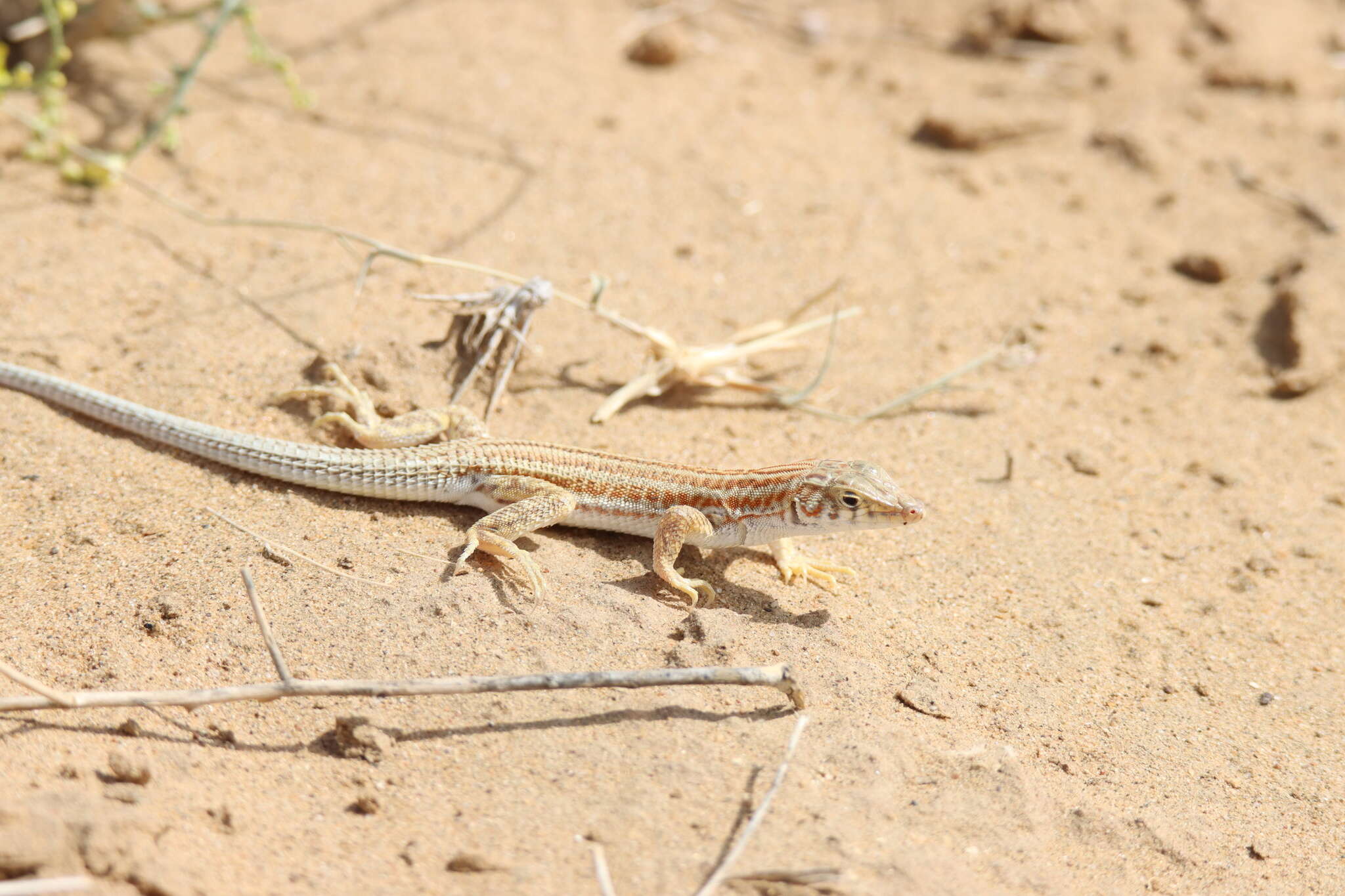 Plancia ëd Acanthodactylus cantoris Günther 1864