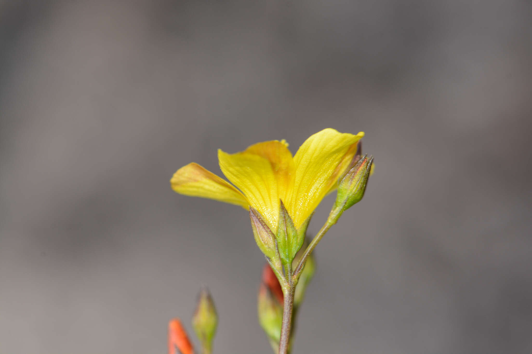 Plancia ëd Linum africanum L.