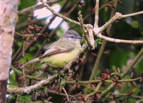 Image of Sooty-headed Tyrannulet