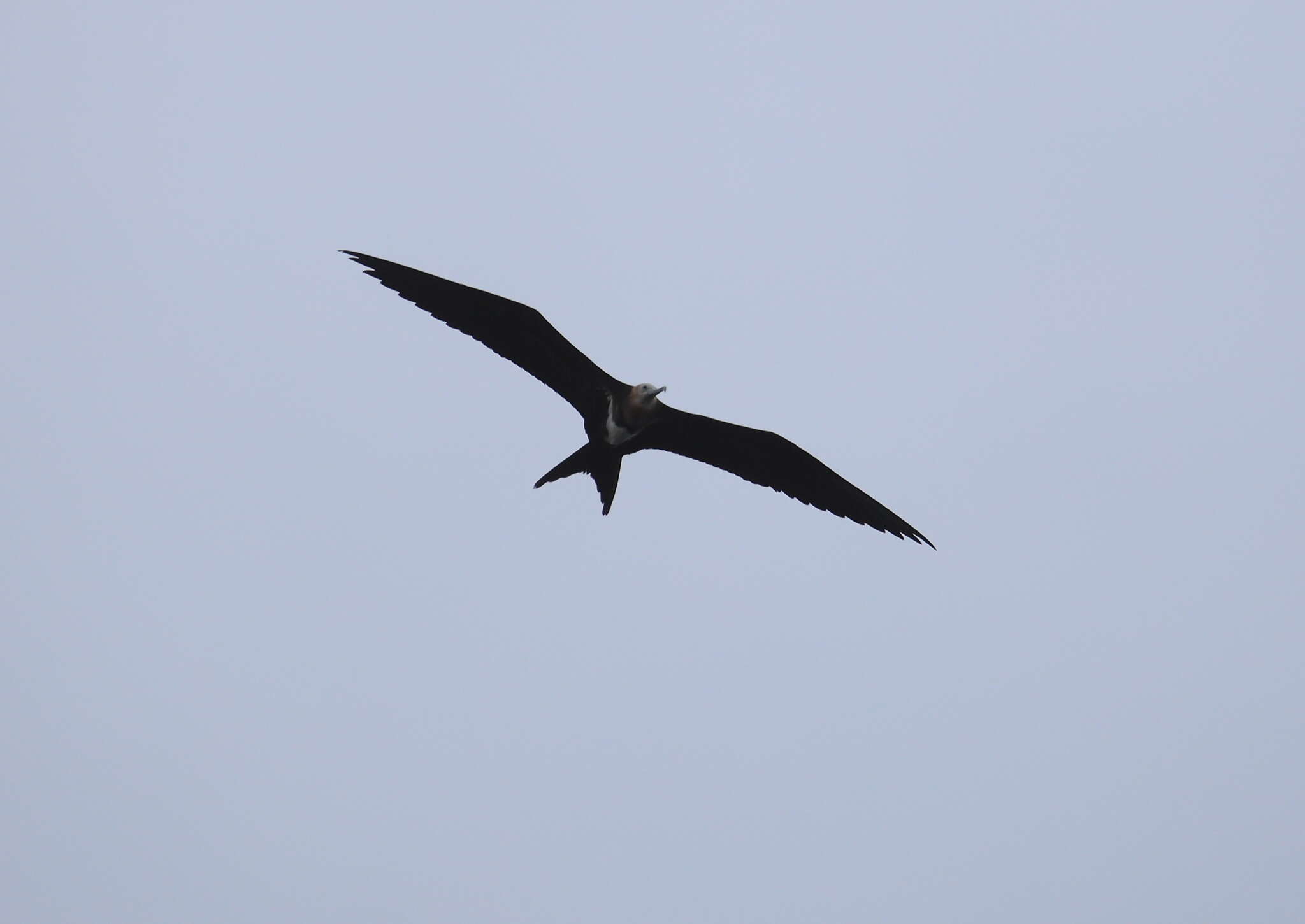 Image of Lesser Frigatebird