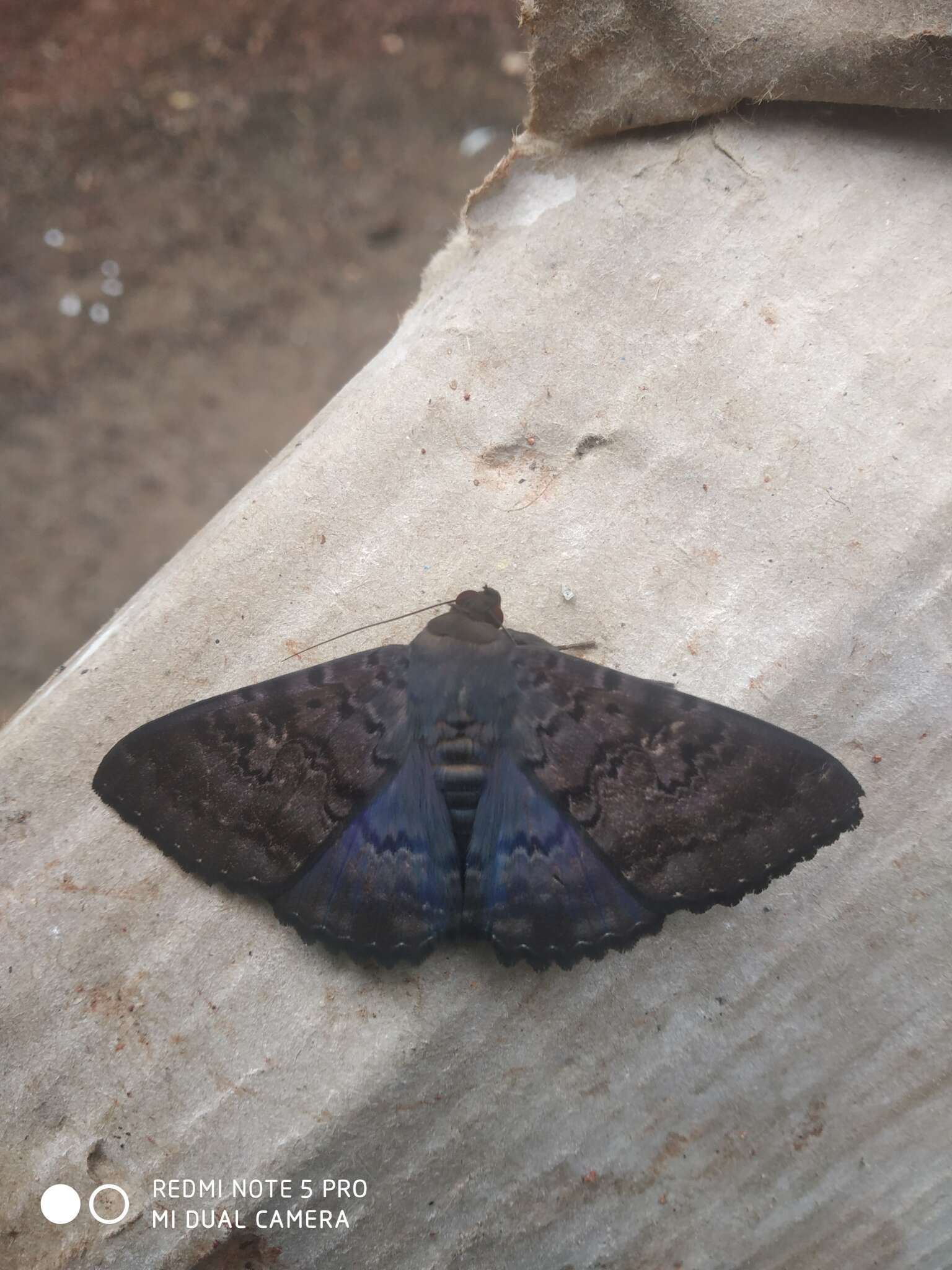 Image of Plain cloak moth