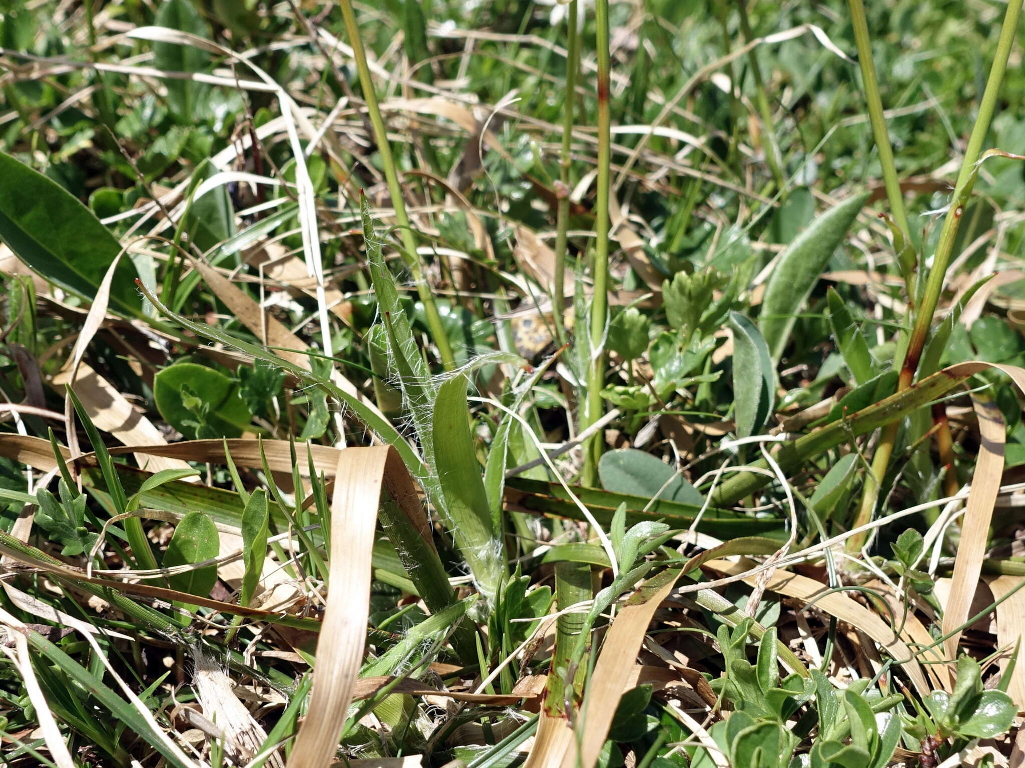 Image of Luzula sylvatica subsp. sieberi (Tausch) K. Richt.