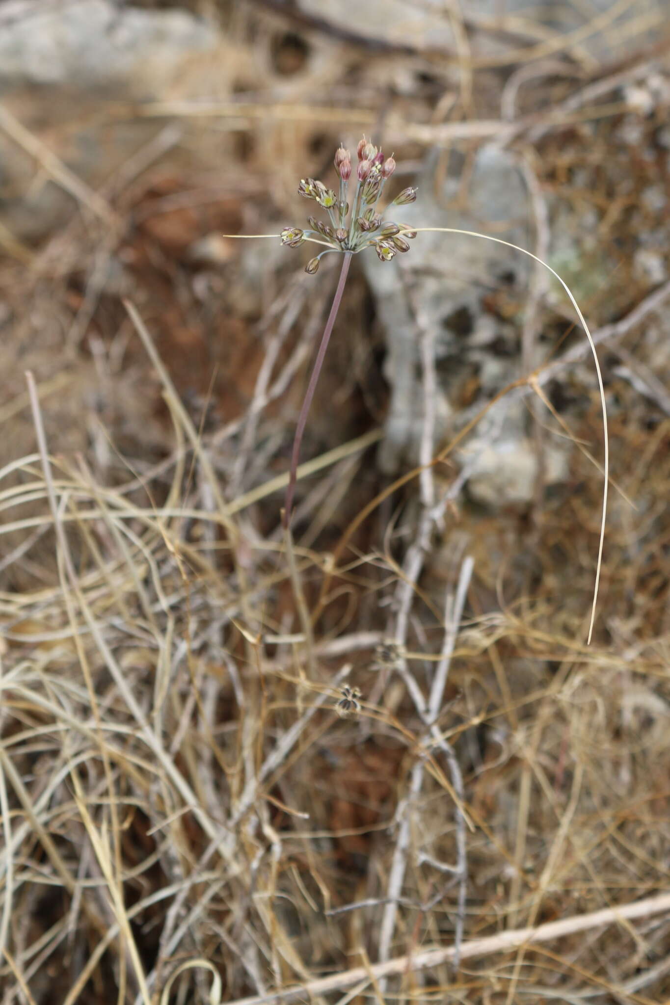 Image of Allium tardans Greuter & Zahar.