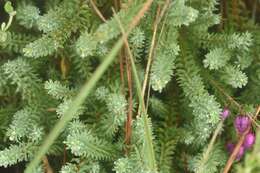 Image of Thymelaea coridifolia (Lam.) Endl.