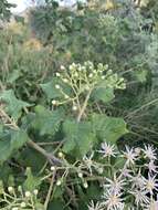 Image of Lowveld veronia