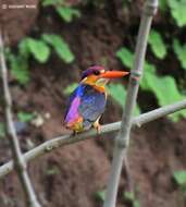 Image of Black-backed Kingfisher