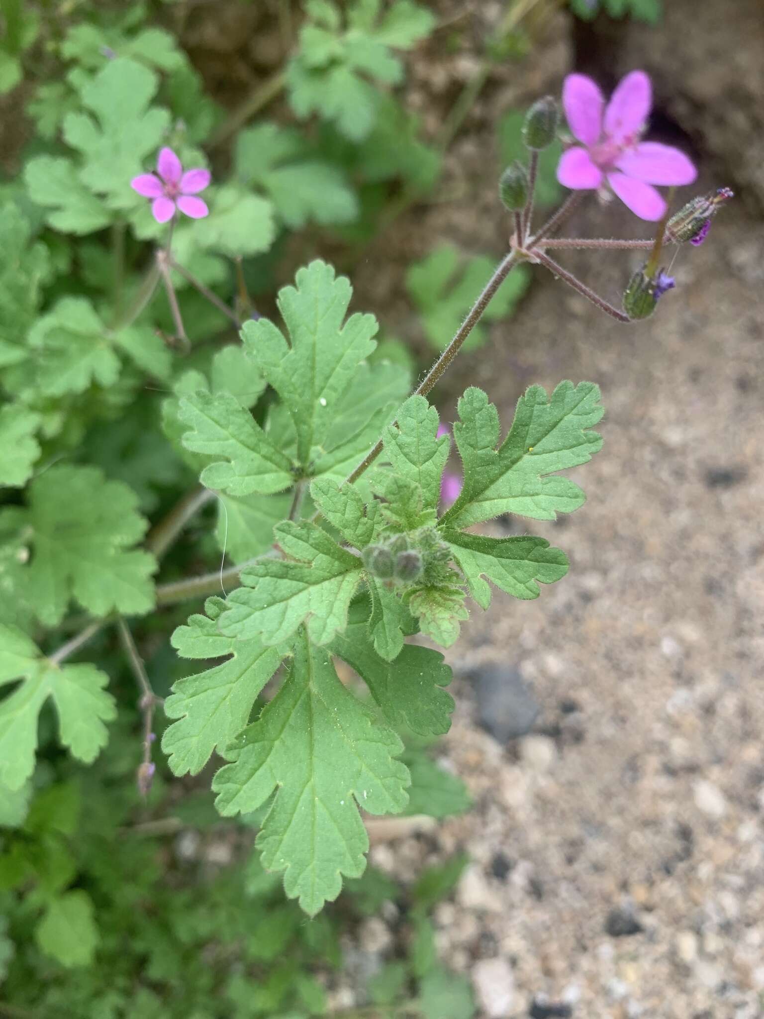 Image of Erodium chium (Burm. fil.) Willd.