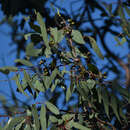 Image of Eucalyptus lockyeri subsp. exuta M. I. H. Brooker & D. A. Kleinig