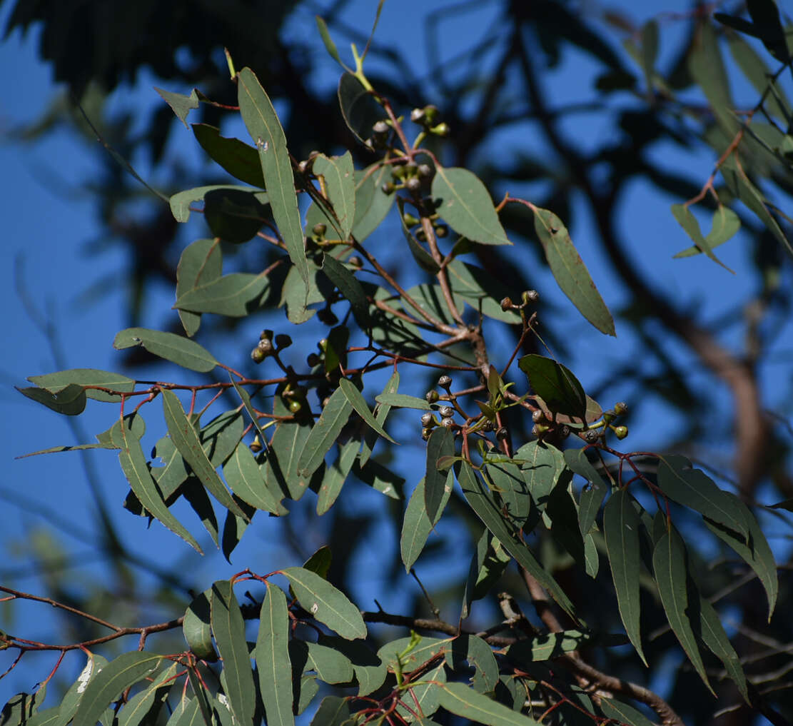 Image of Eucalyptus lockyeri D. Blaxell & K. D. Hill