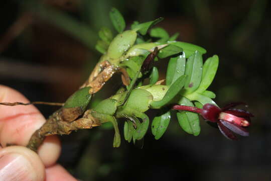 Image of Maxillaria dichaeoides D. E. Benn. & Christenson