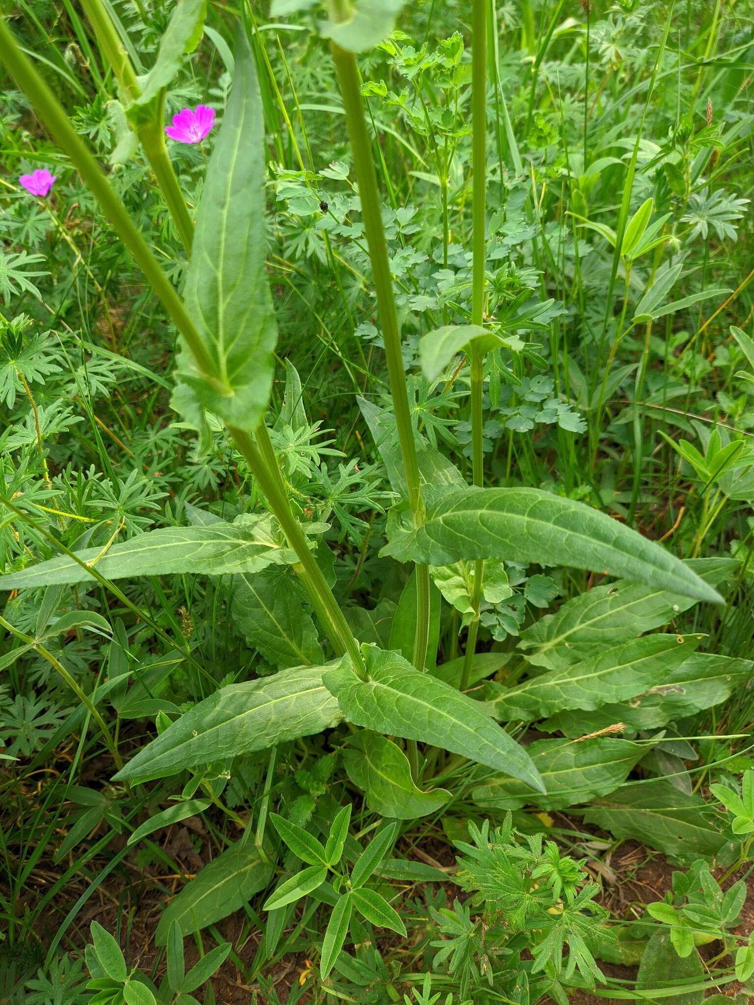 Imagem de Rumex turcomanicus (Rech. fil.) Czer.