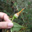 صورة Semiramisia speciosa (Benth.) Klotzsch