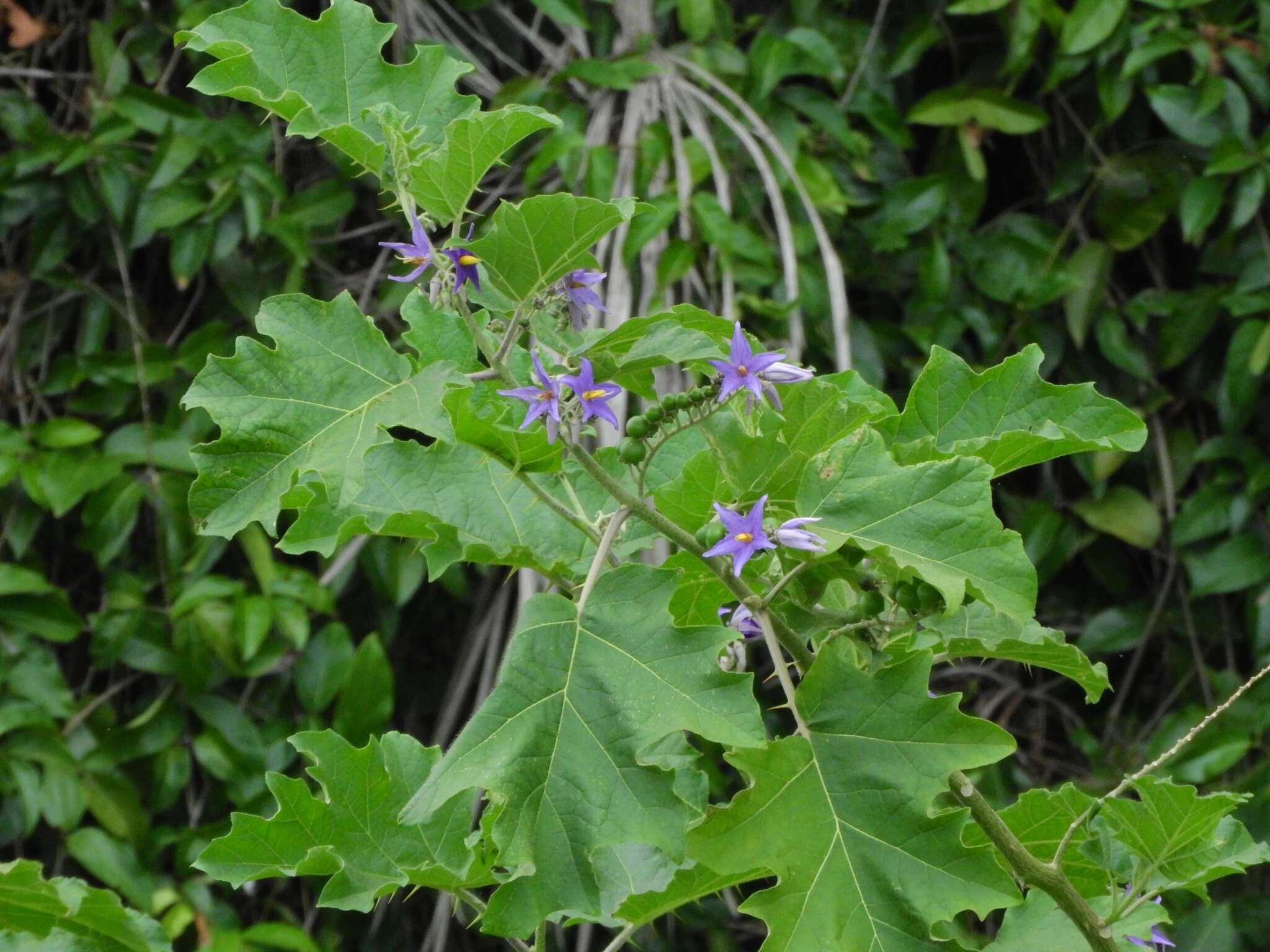 Solanum tricuspidatum Rich. ex Dun. resmi