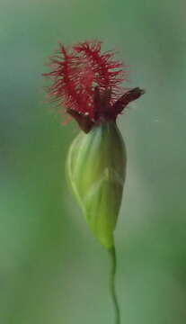 Image of broadleaf panicum