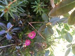 Image of Kalmia microphylla (Hook.) A. Heller