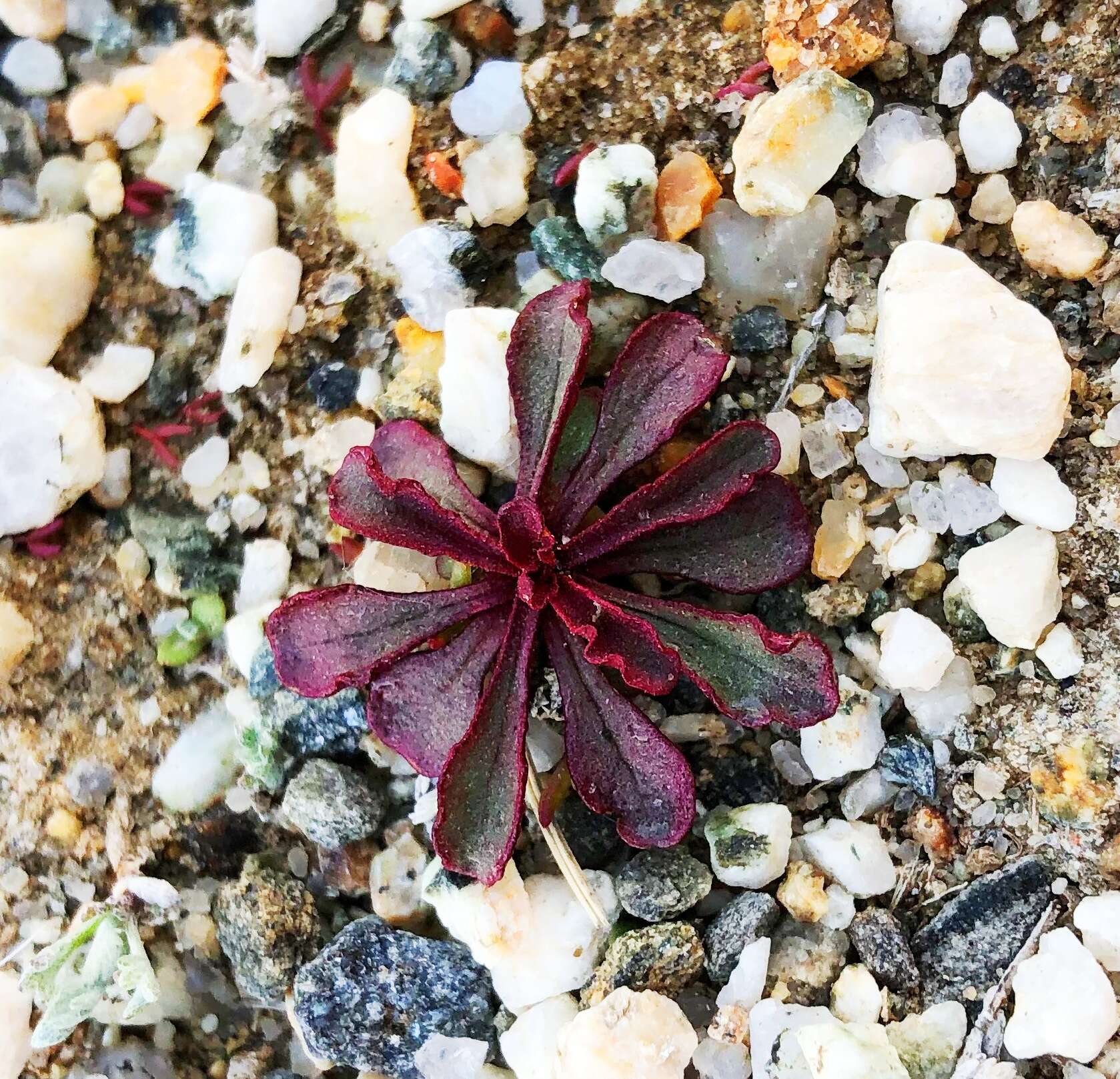 Image de Limonium congestum (Ledeb.) Kuntze