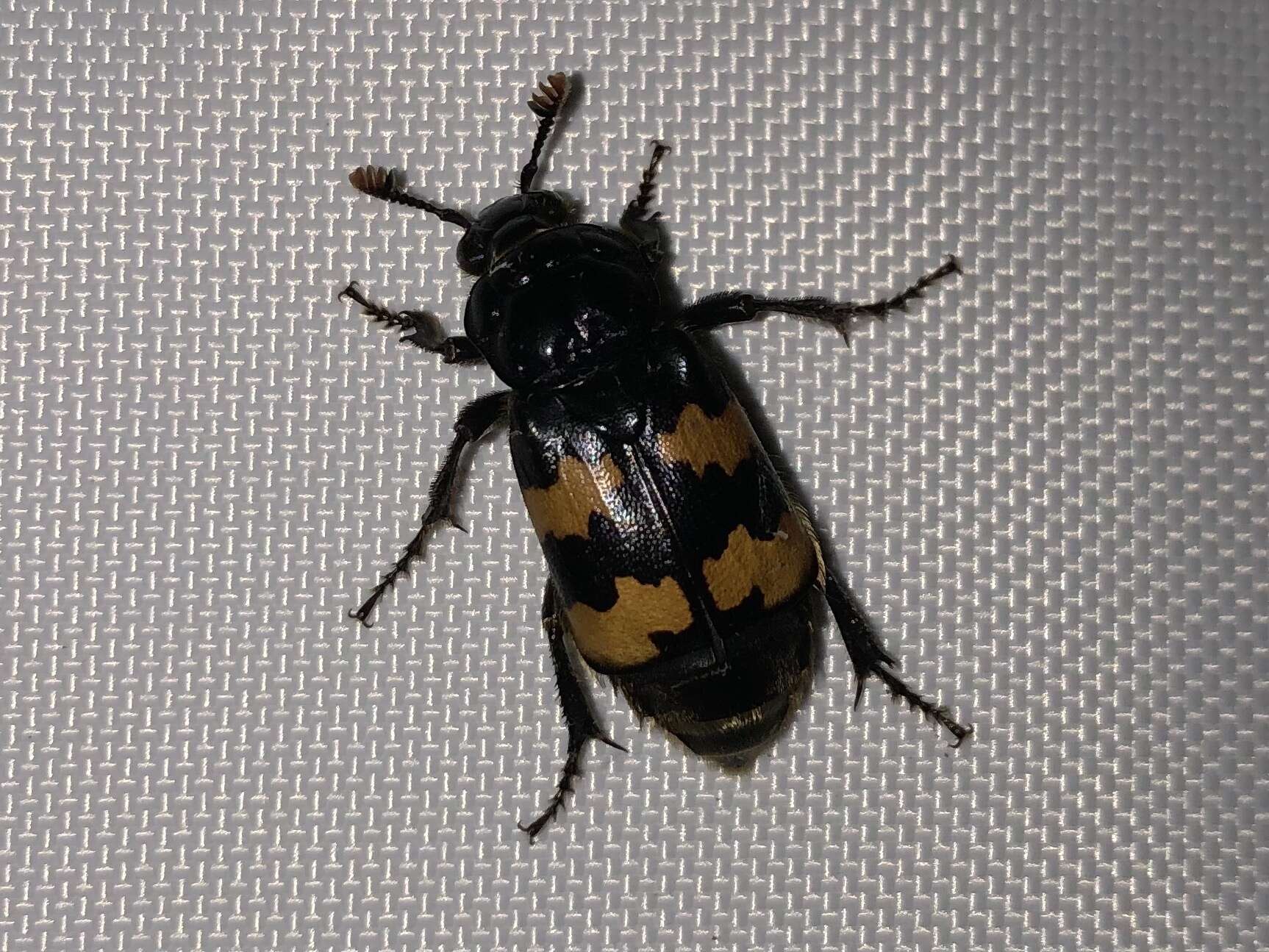 Image of Nicrophorus (Nicrophorus) interruptus (Stephens 1830)