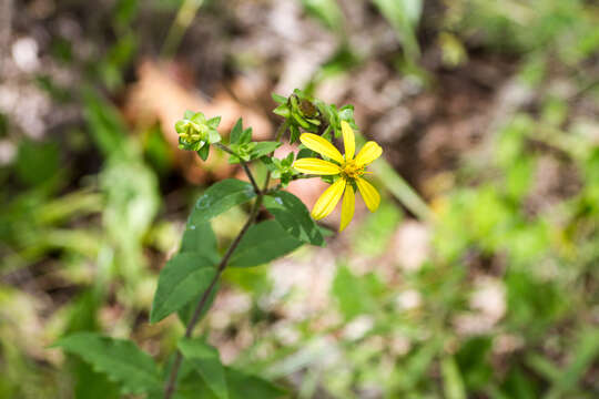 Image of starry rosinweed