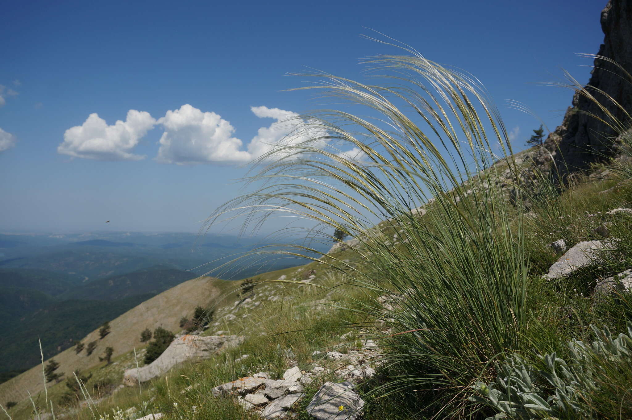 Image of Stipa pennata subsp. pennata