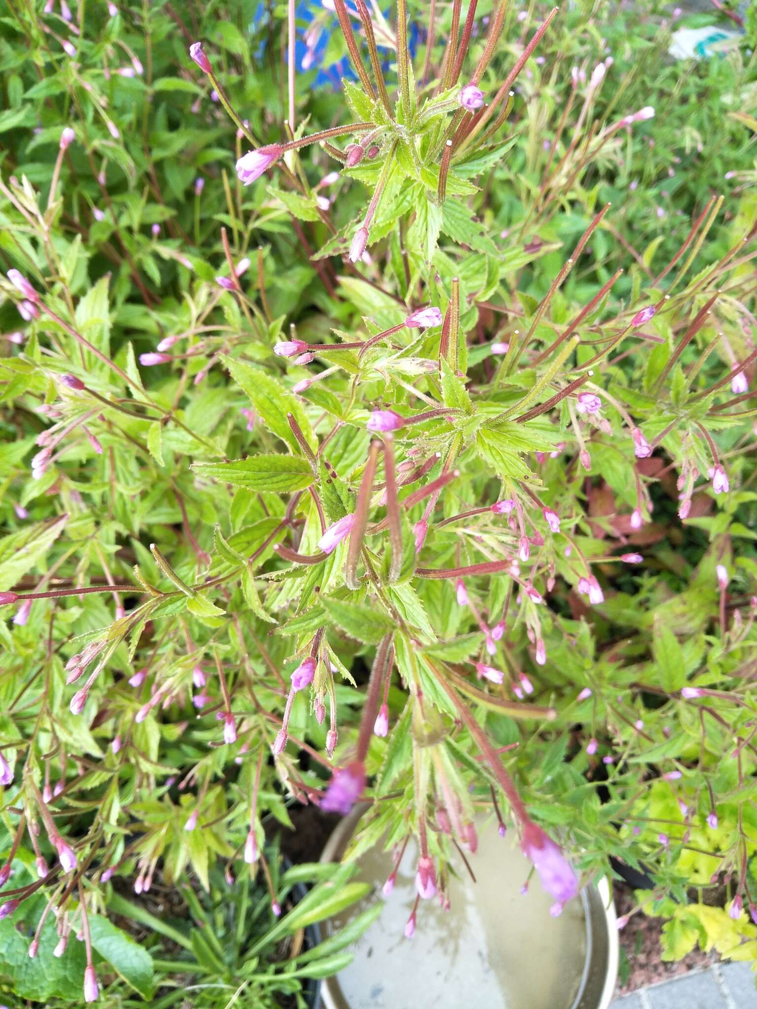 Imagem de Epilobium brevifolium subsp. trichoneurum (Hausskn.) Raven