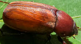 Imagem de Phyllophaga (Phyllophaga) quercus (Knoch 1801)