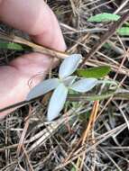 Image of bog white violet