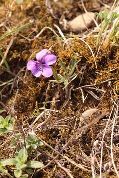 Imagem de Viola dissecta Ledeb.