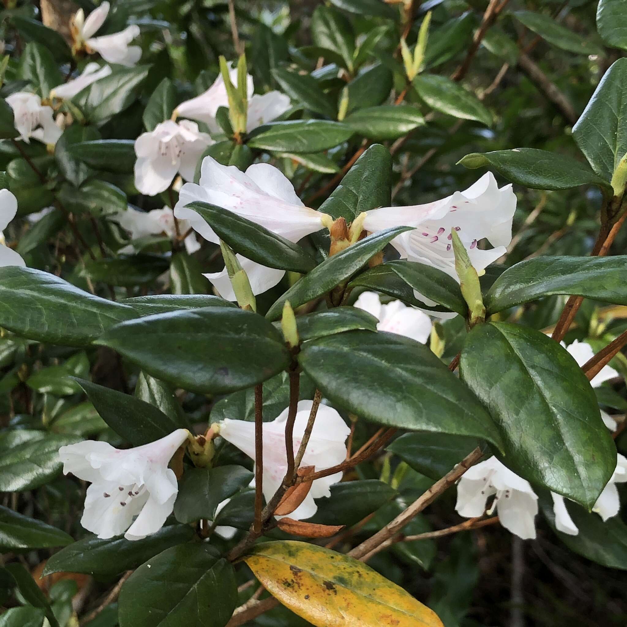 Image of Rhododendron tashiroi Maxim.