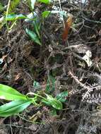 Image of Nepenthes gymnamphora Nees