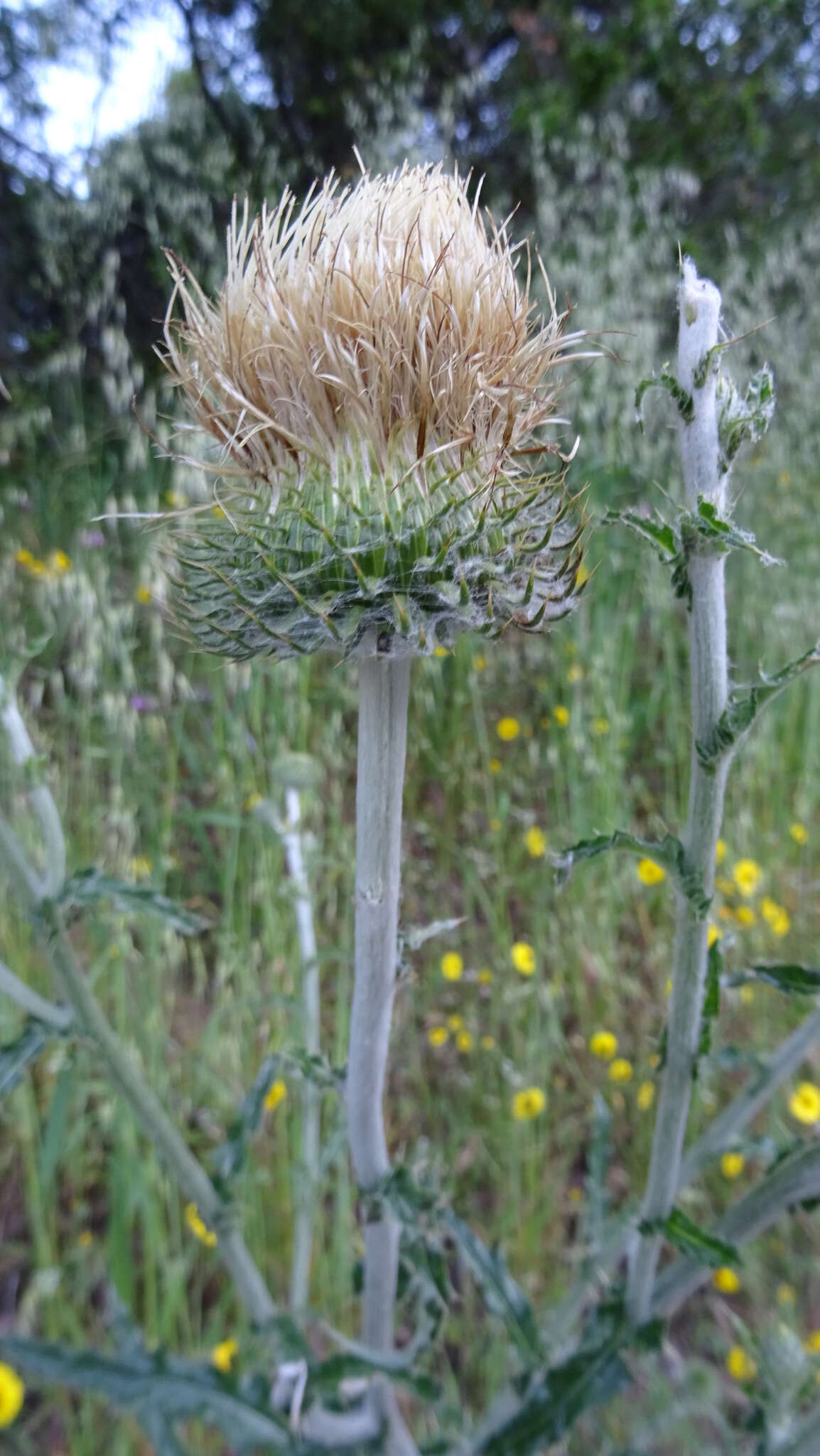 Cirsium cymosum (Greene) J. T. Howell的圖片