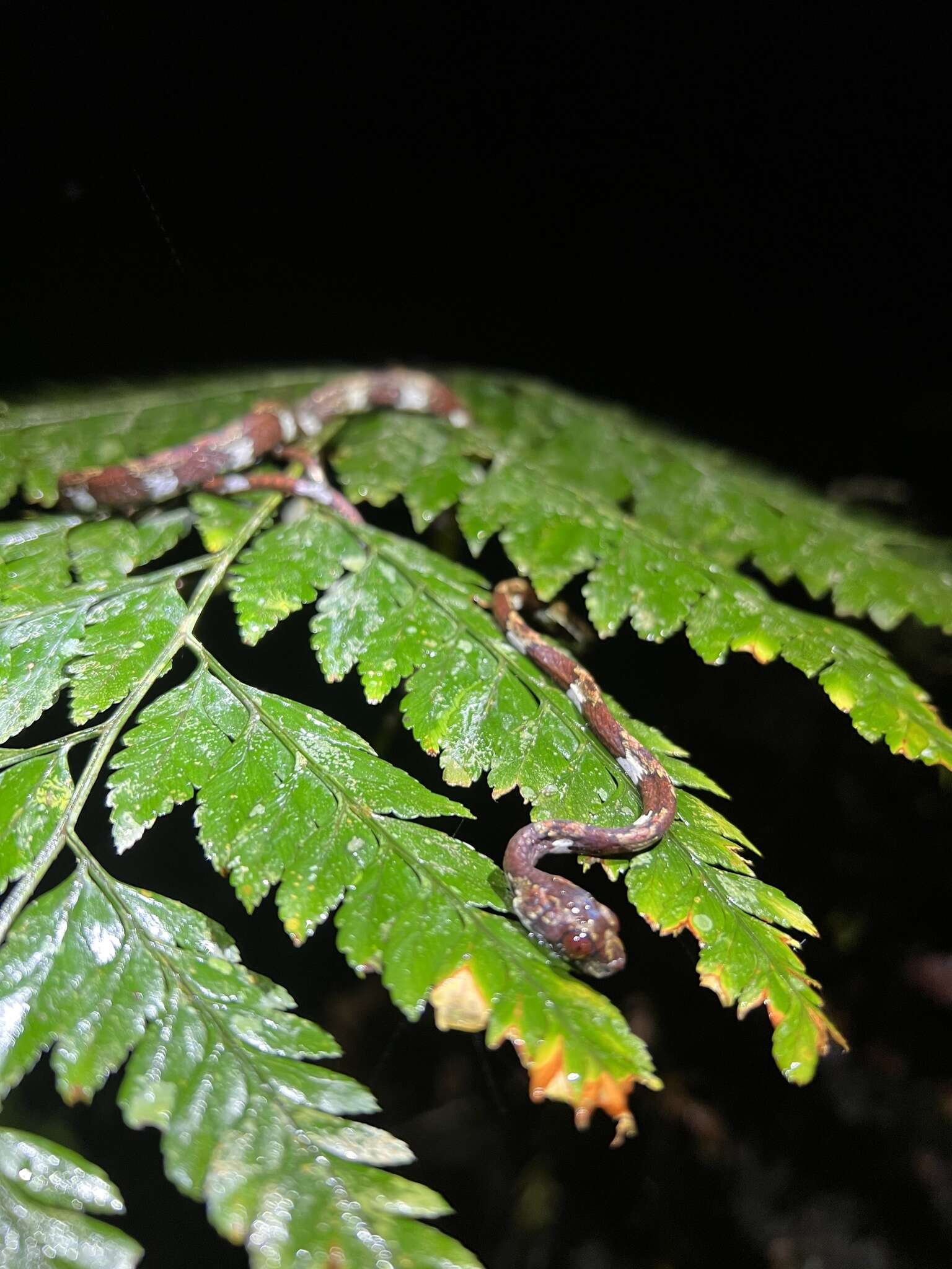 Image of Ringed Snail Sucker