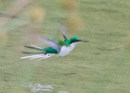 Image of Purple-crowned Fairy