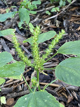 Image de Acalypha setosa A. Rich.