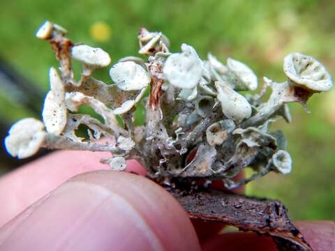 Image of American cartilage lichen