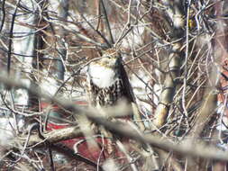 Image of Eastern Red-tailed Hawk