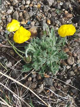 Image of Papaver nudicaule var. microcarpum (DC.)