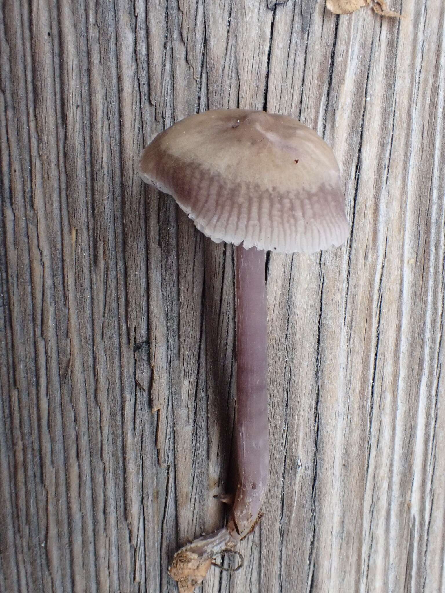 Image of Mycena diosma Krieglst. & Schwöbel 1982