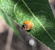 Image of Western Blood-Red Lady Beetle