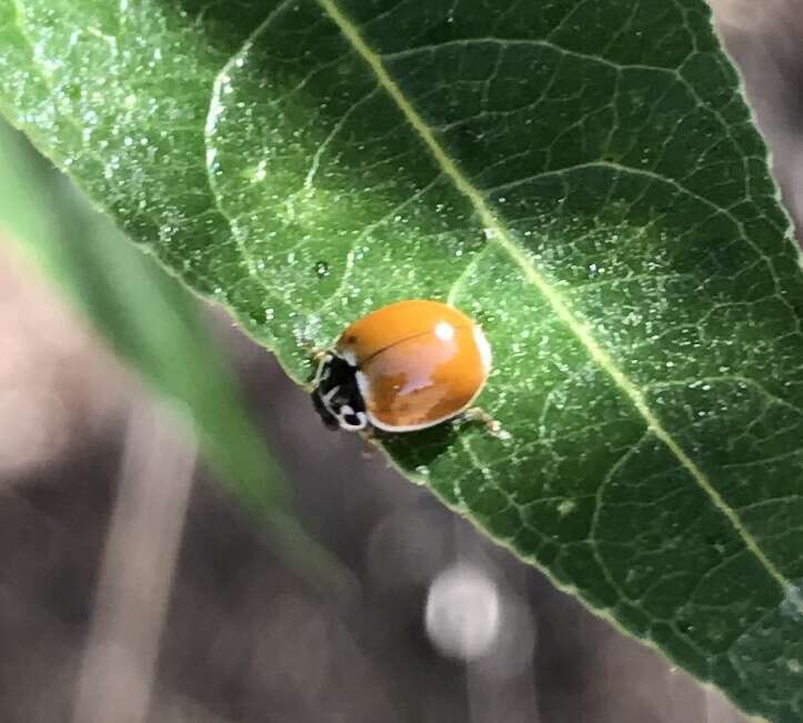 Image of Western Blood-Red Lady Beetle