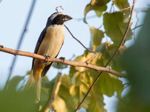 صورة Saltator orenocensis Lafresnaye 1846