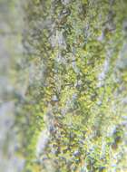 Image of needle lichen