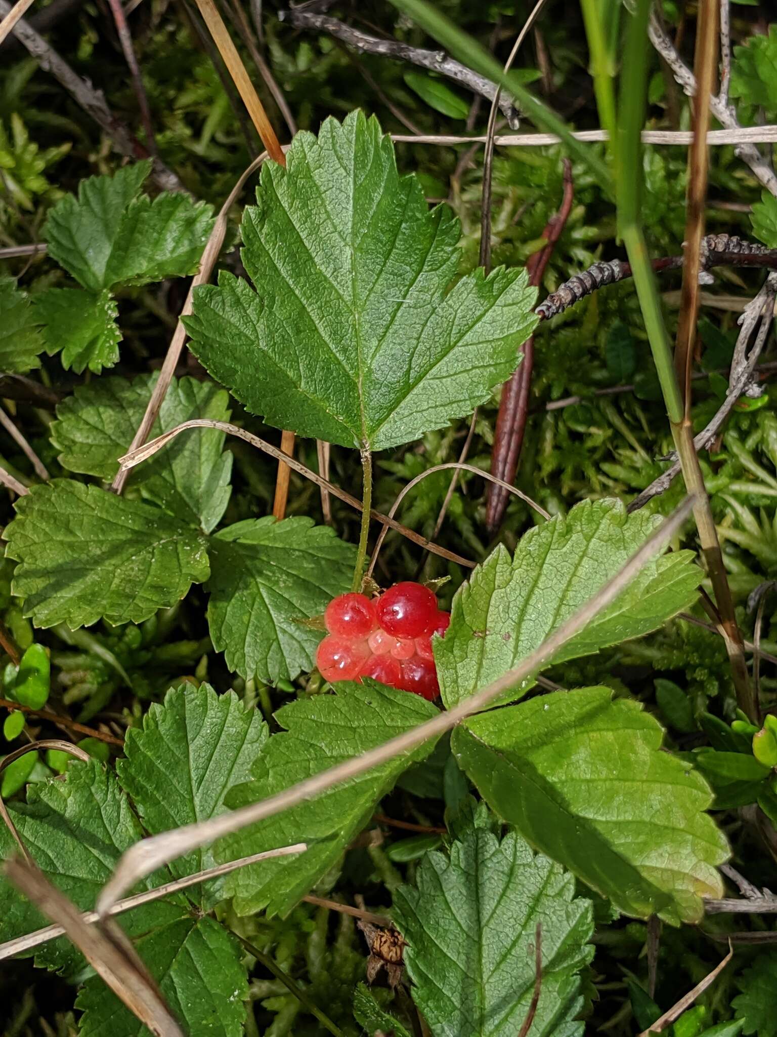 Image de Rubus arcticus subsp. acaulis (Michx.) Focke