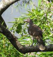 Image of White-bellied Chachalaca