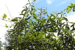 Image of Quercus pachyloma Seemen
