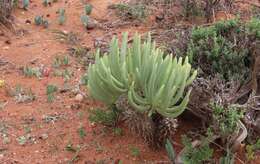 Image of Tylecodon wallichii subsp. ecklonianus (Harv.) H. Tölken