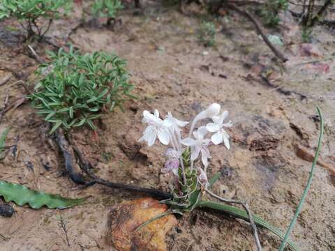 Image of Lapeirousia pyramidalis subsp. pyramidalis