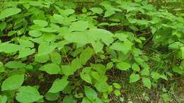 Image of Epimedium alpinum L.