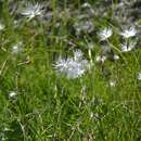 صورة Dianthus spiculifolius Schur